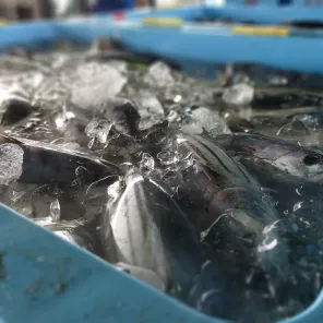 気仙沼の港の様子