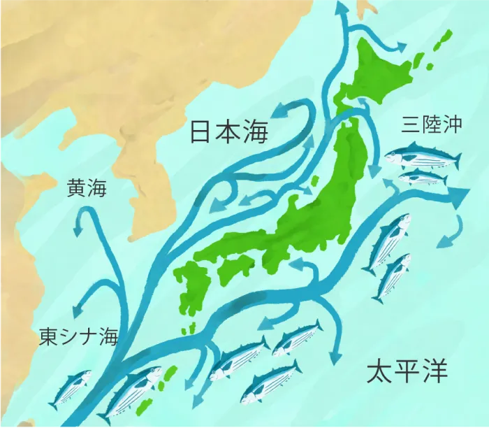 カツオが海流と共に移動する様子
