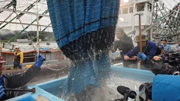 初水揚げの様子