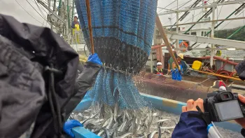 初水揚げの様子