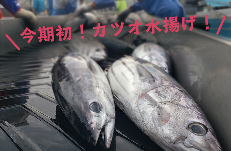 今期初！気仙沼にカツオが水揚げされました！