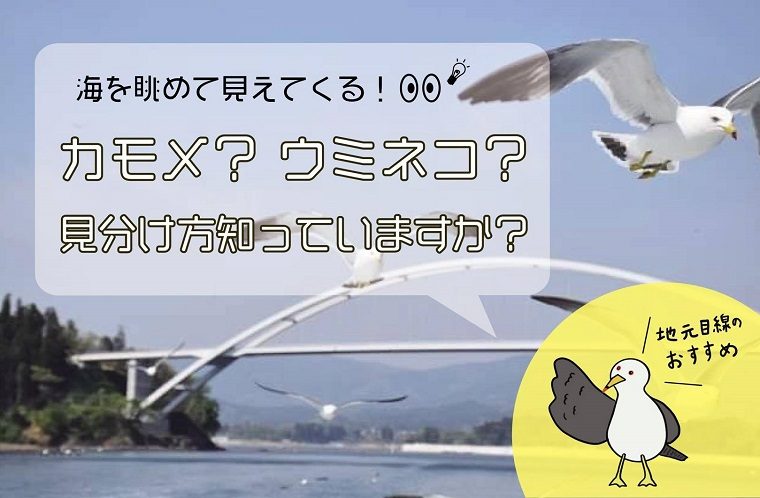 カモメ？ウミネコ？ボクのこと知ってるかな？
