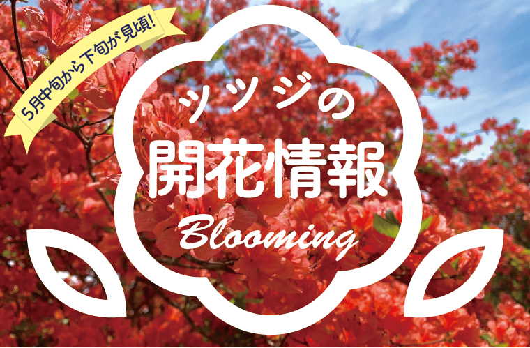 開花情報はこちら